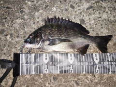 クロダイの釣果
