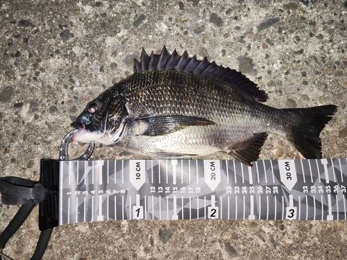 クロダイの釣果