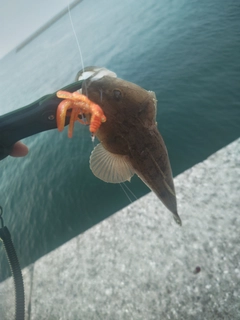 マゴチの釣果