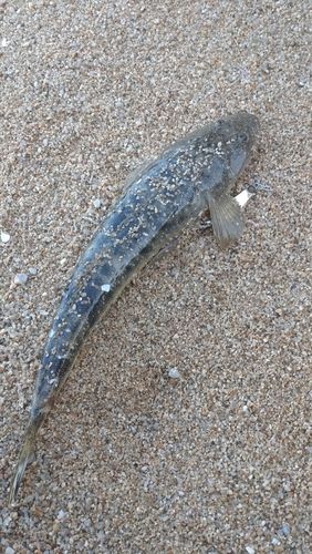 マゴチの釣果
