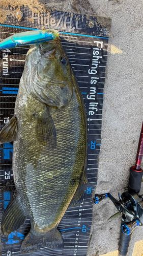 スモールマウスバスの釣果