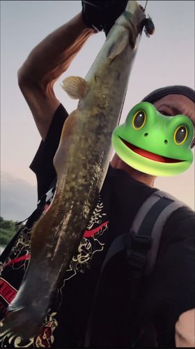 マナマズの釣果