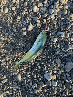 釣果