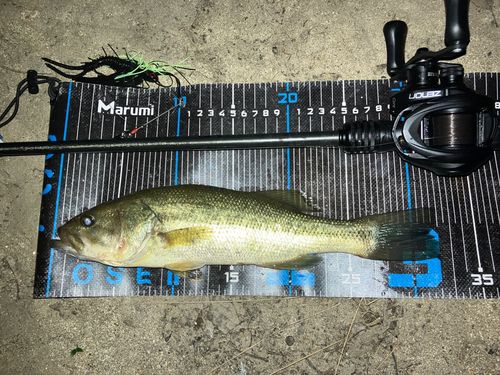 ブラックバスの釣果