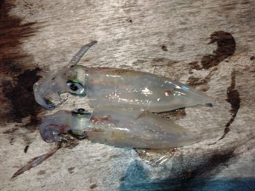 エビの釣果