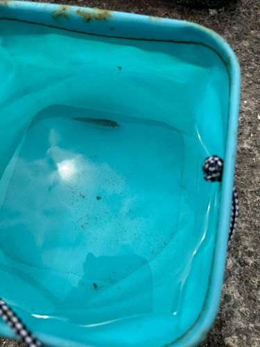 チャリコの釣果
