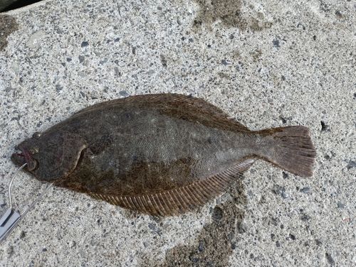 ソゲの釣果