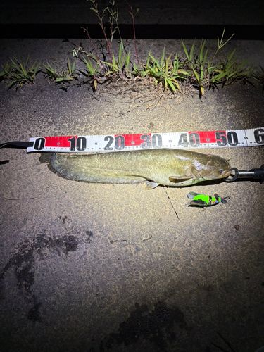 ナマズの釣果