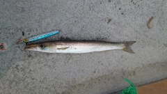 アカカマスの釣果
