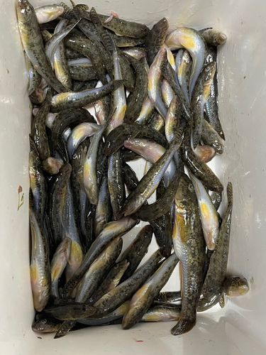 ハゼの釣果