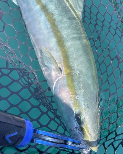 ヤズの釣果