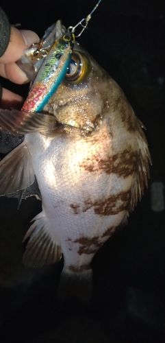 釣果