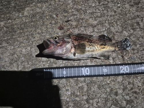クロソイの釣果