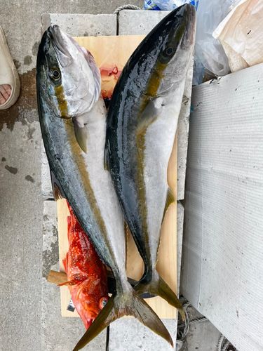 ヒラマサの釣果