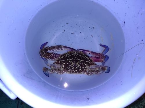 タイワンガザミの釣果