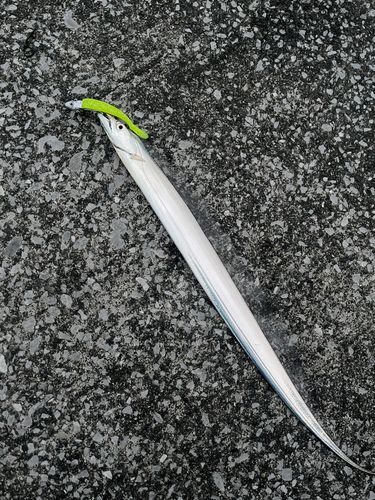 タチウオの釣果