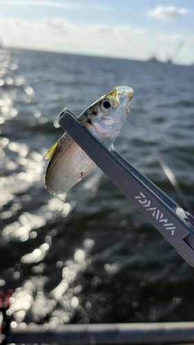 サッパの釣果