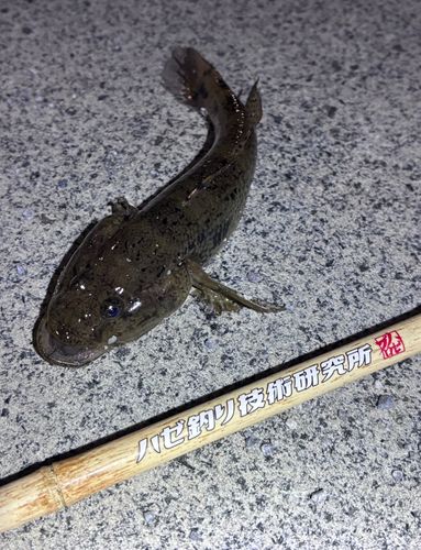 ハゼの釣果