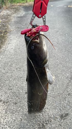 ナマズの釣果