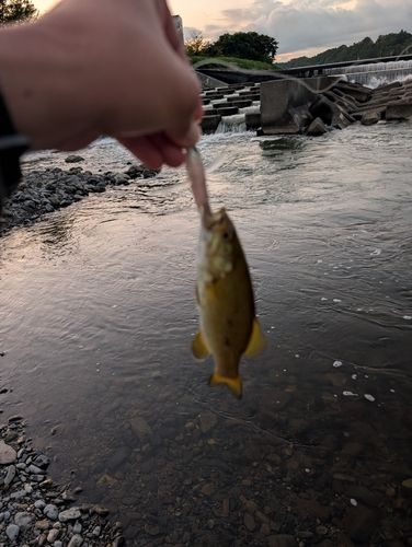 スモールマウスバスの釣果