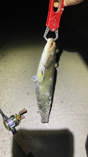 ナマズの釣果