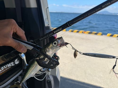 サバの釣果