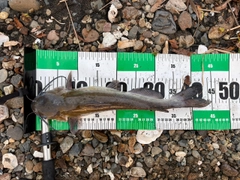 アメリカナマズの釣果