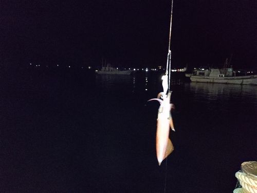 ケンサキイカの釣果