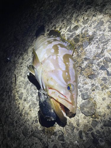 クエの釣果