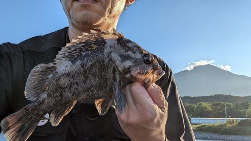 オウゴンムラソイの釣果