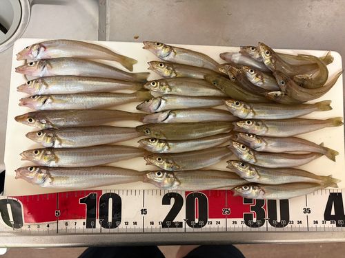 キスの釣果