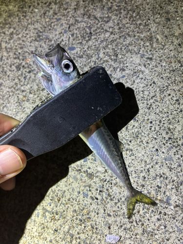サバの釣果