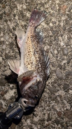 クロソイの釣果
