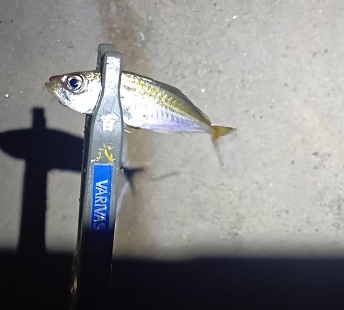 マアジの釣果