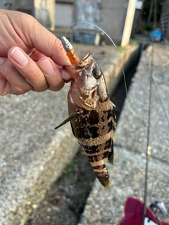 アオハタの釣果