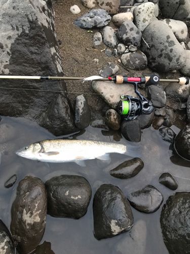 ウグイの釣果