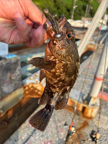 カサゴの釣果