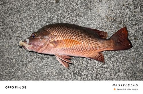 ゴマフエダイの釣果