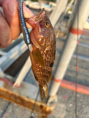 キジハタの釣果