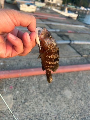 キジハタの釣果