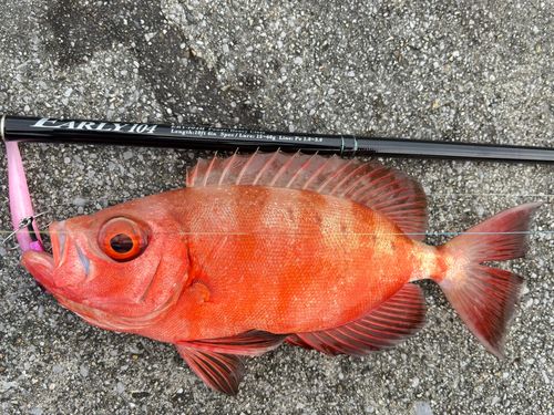 ホウセキキントキの釣果