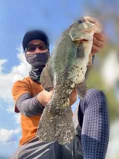 ブラックバスの釣果