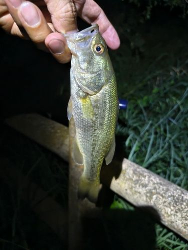ラージマウスバスの釣果