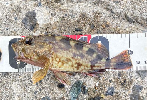 カサゴの釣果