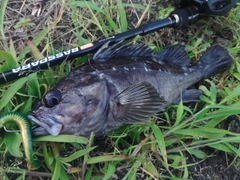 クロソイの釣果