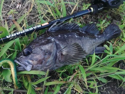 クロソイの釣果