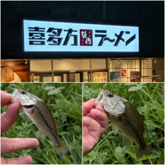 ブラックバスの釣果