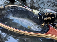ヤマメの釣果