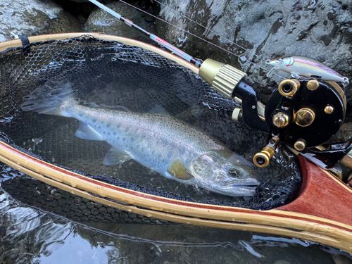 ヤマメの釣果
