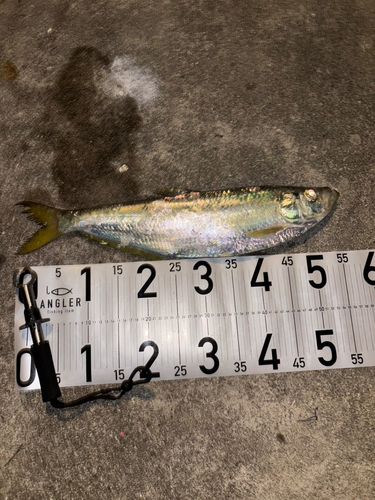 ヒラの釣果